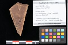 Foto (Objekt + Etikett) von Glyptostrobus ungeri Heer (NHMW-GEO-2024-0188-0181)